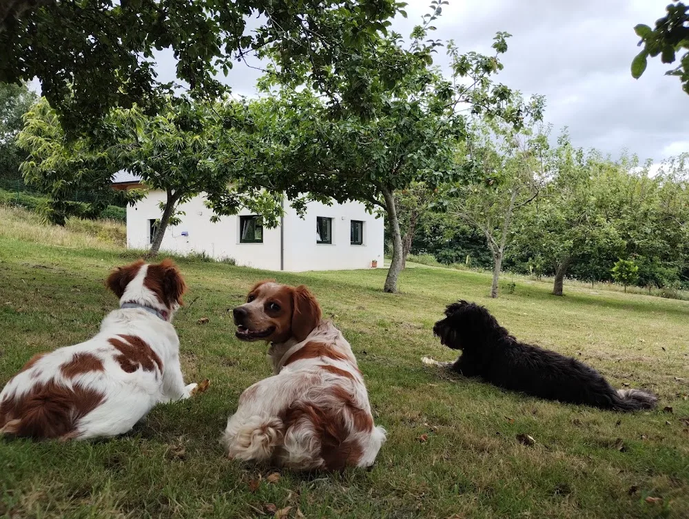 El lugar del perro - Ribadeo pet otel görseli 3