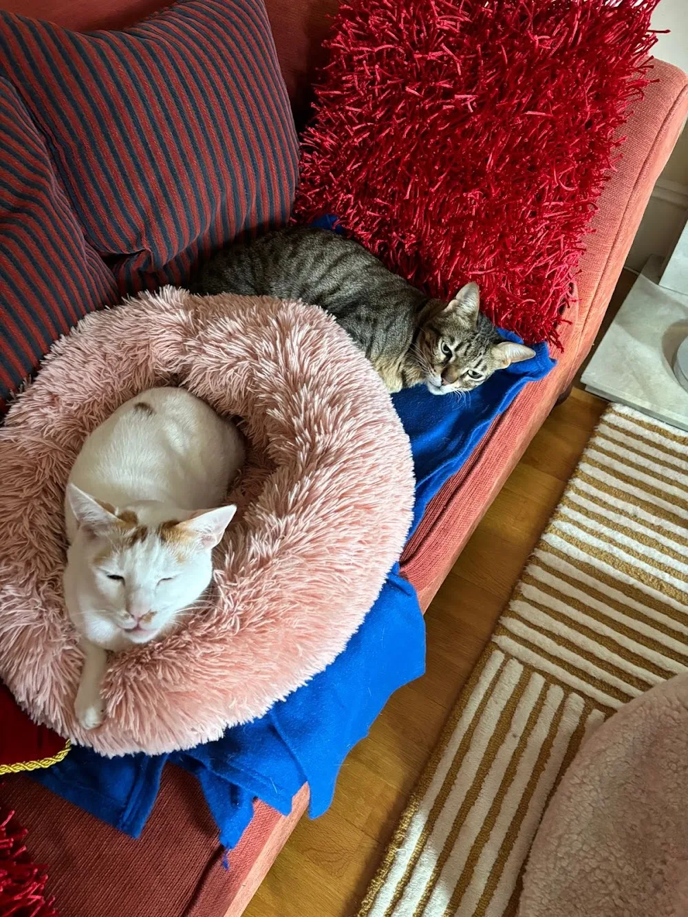 The Cat Butler Molesey - Cat Sitting Service, Cattery Alternative - Richmond pet otel