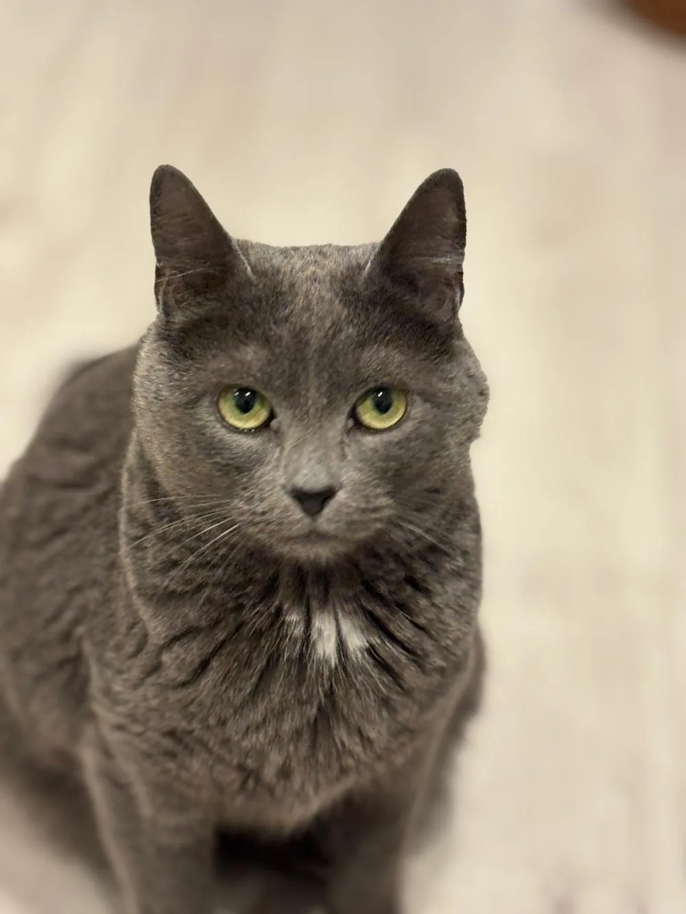 The Cat Butler Molesey - Cat Sitting Service, Cattery Alternative - Richmond pet otel görseli 3