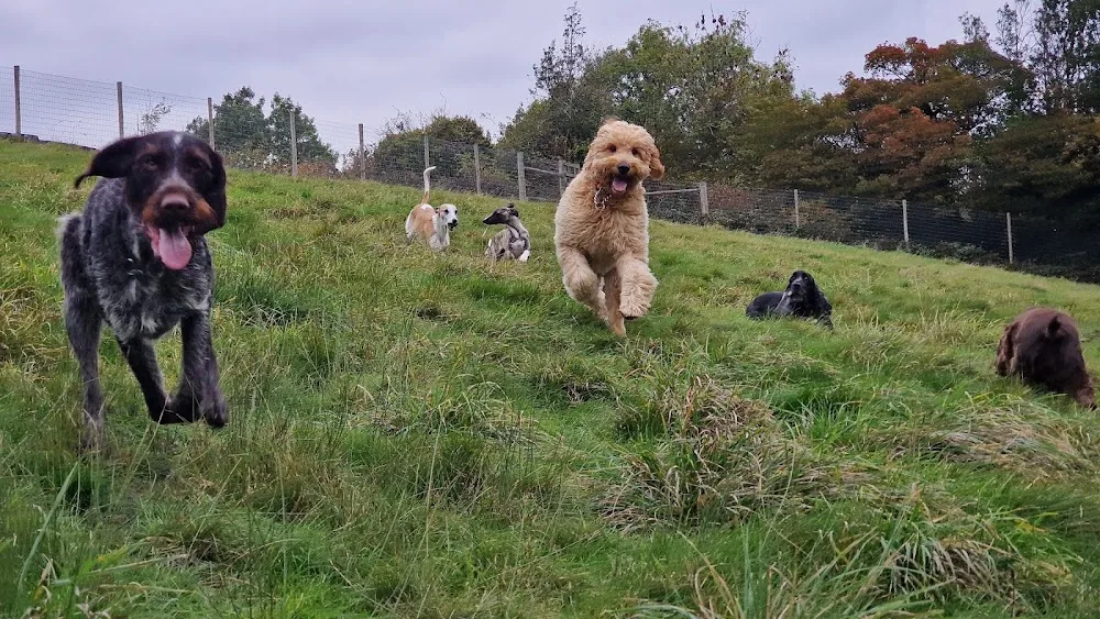 The Hound Lounge Doggy Daycare & Home Boarding - Richmond pet otel