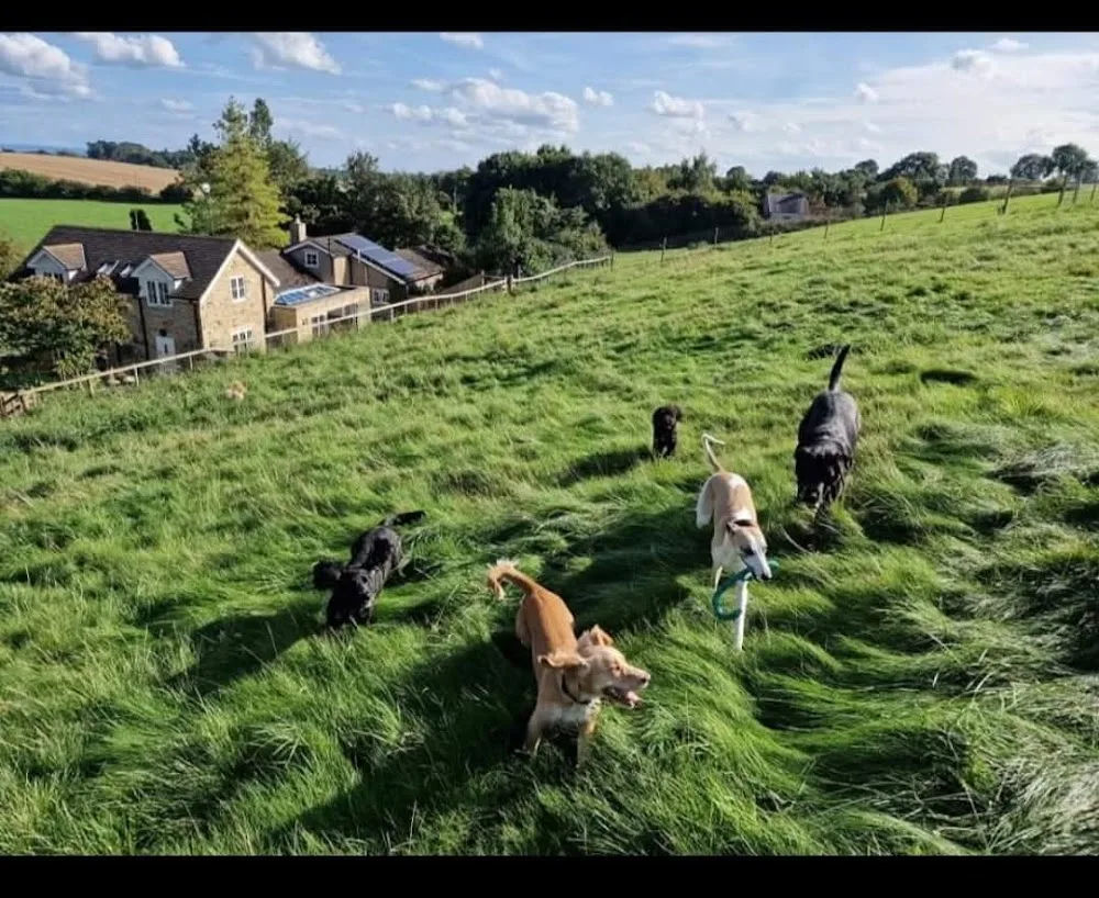 The Hound Lounge Doggy Daycare & Home Boarding - Richmond pet otel görseli 3
