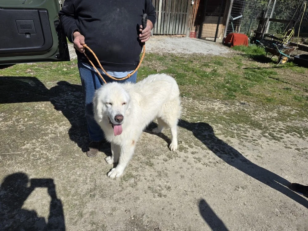 Canile Sanitario di Rieti “Silvia Rosati” - Rieti pet otel görseli 3