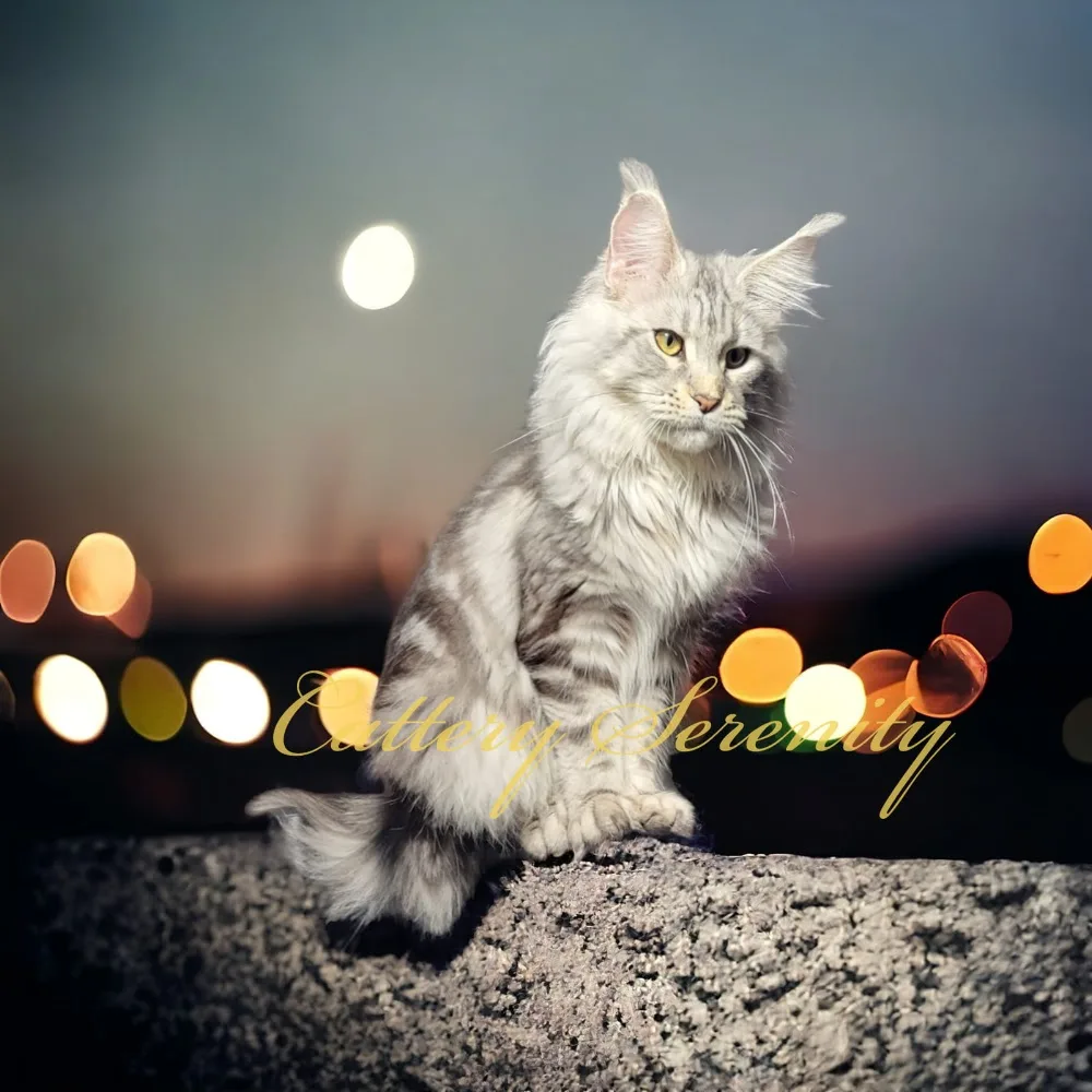 Cattery Serenity & Kattencoach - Rillaar pet otel