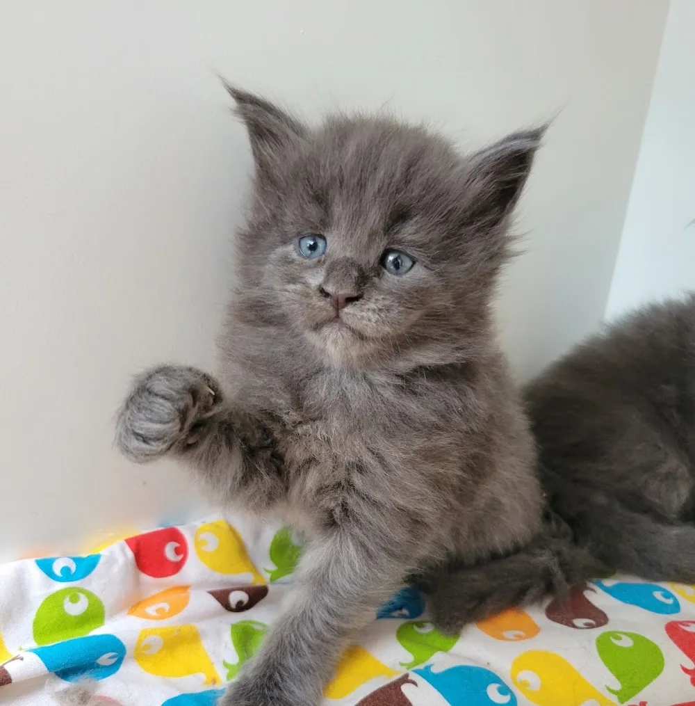 Cattery Serenity & Kattencoach - Rillaar pet otel görseli 3
