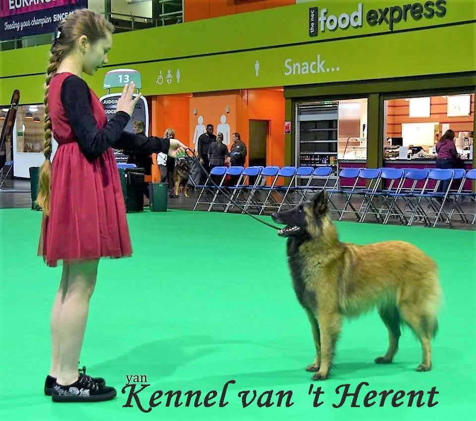 Kennel van 't Herent - Rillaar pet otel