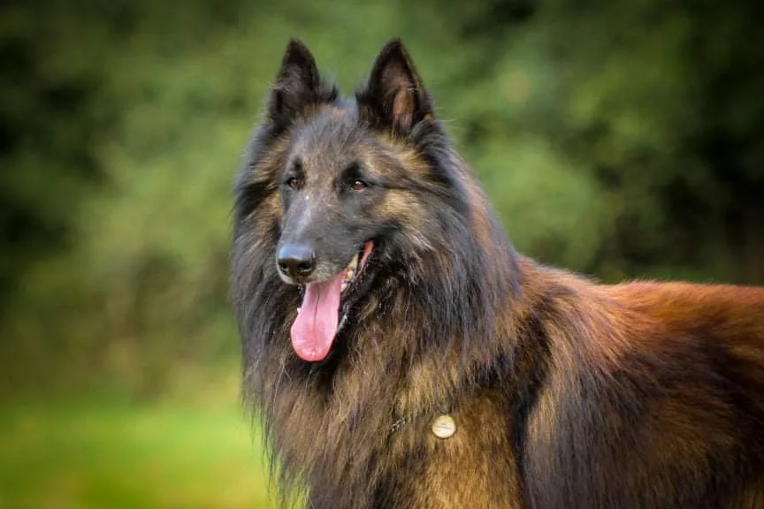 Kennel van 't Herent - Rillaar pet otel görseli 3