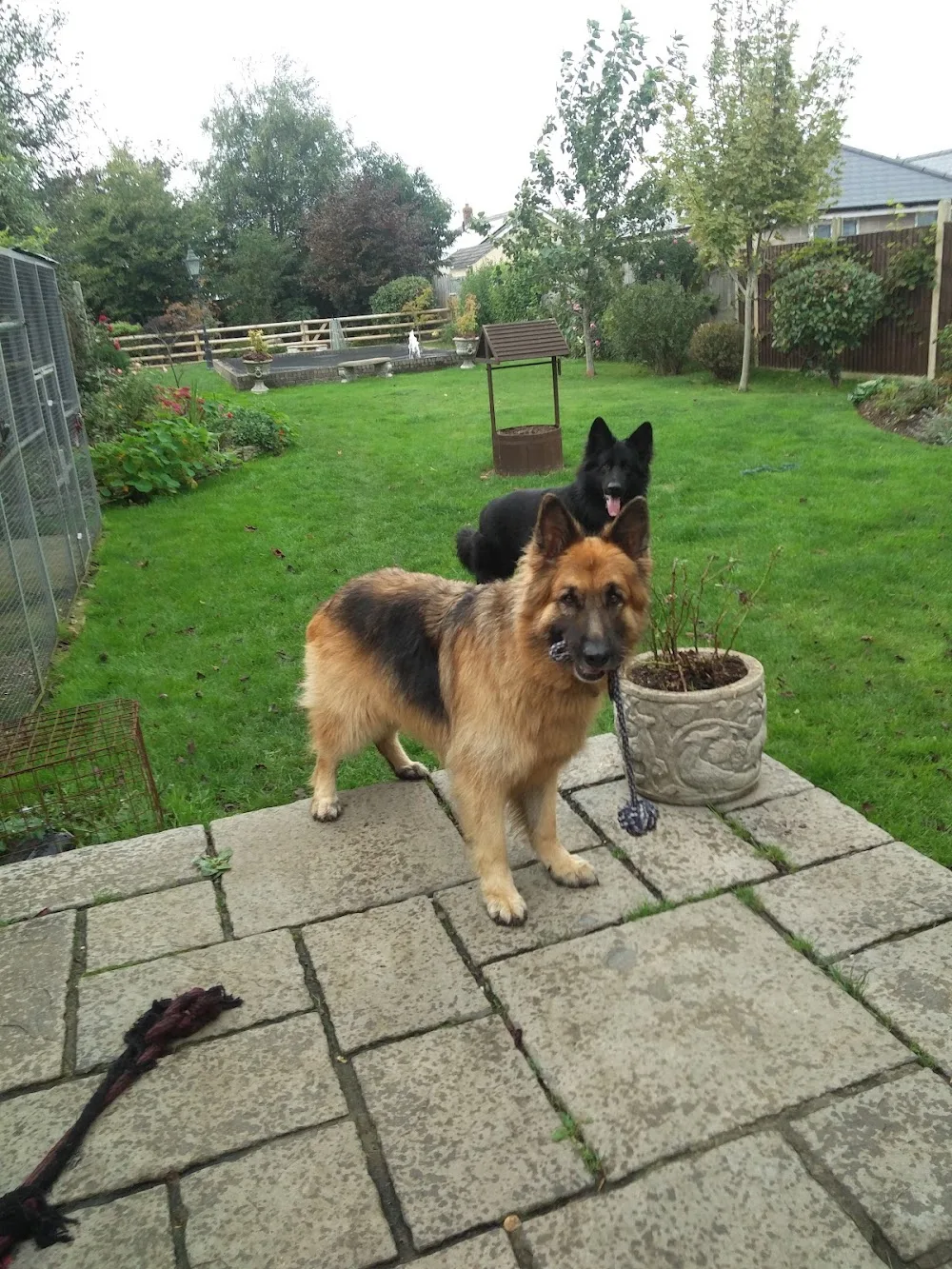Barilla Kennels - Ringwood pet otel görseli 3