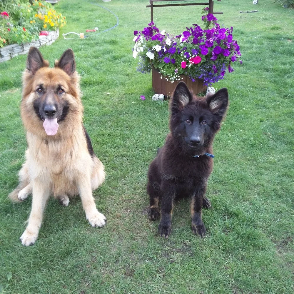 Barilla Kennels - Ringwood pet otel görseli 5