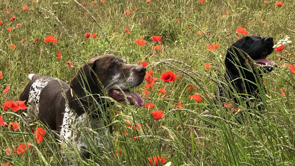 Barkers Home Dog Boarding & Dog Day Care - Ringwood pet otel