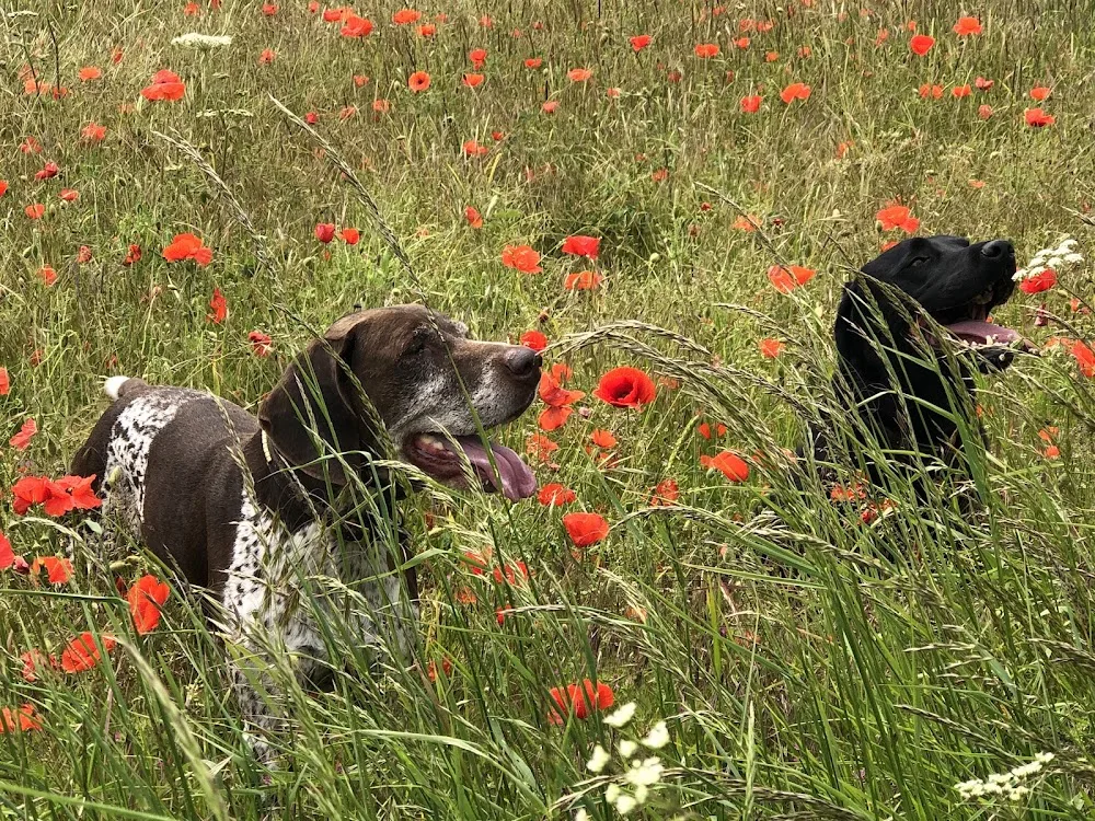 Barkers Home Dog Boarding & Dog Day Care - Ringwood pet otel görseli 3