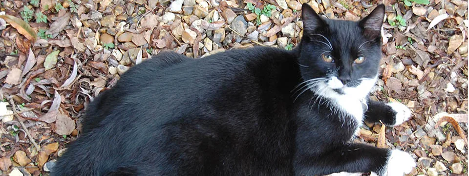 Mandy's Cattery - Ringwood pet otel