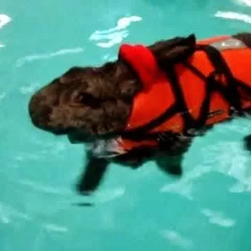 Small Pet Boarding - Ringwood pet otel görseli 4