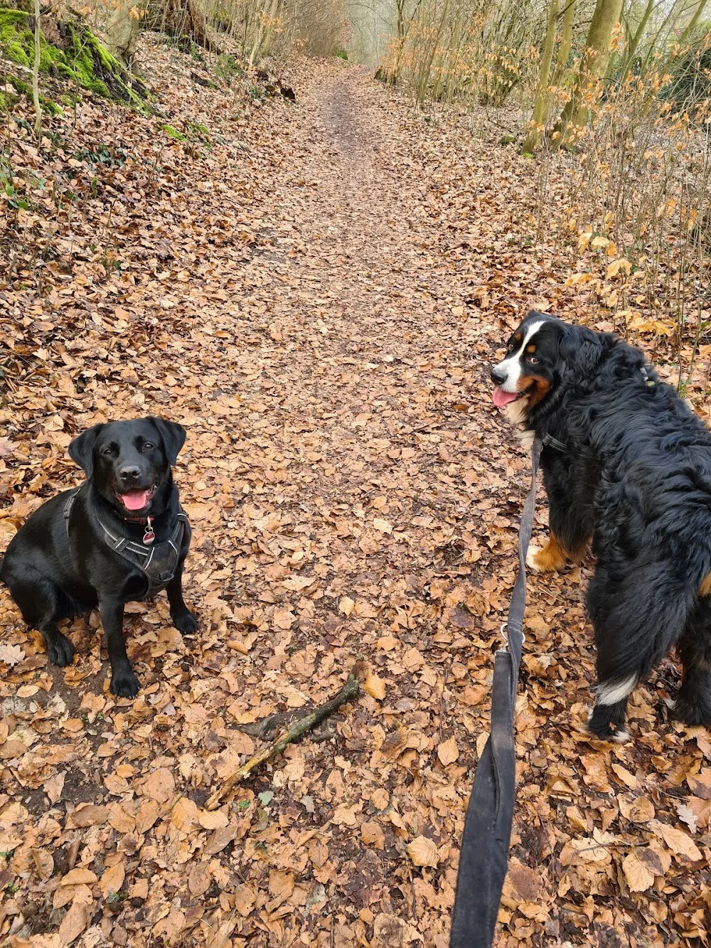 Lucky Pets-Mobile Haustierbetreuung & Gassi Service - Rinteln pet otel