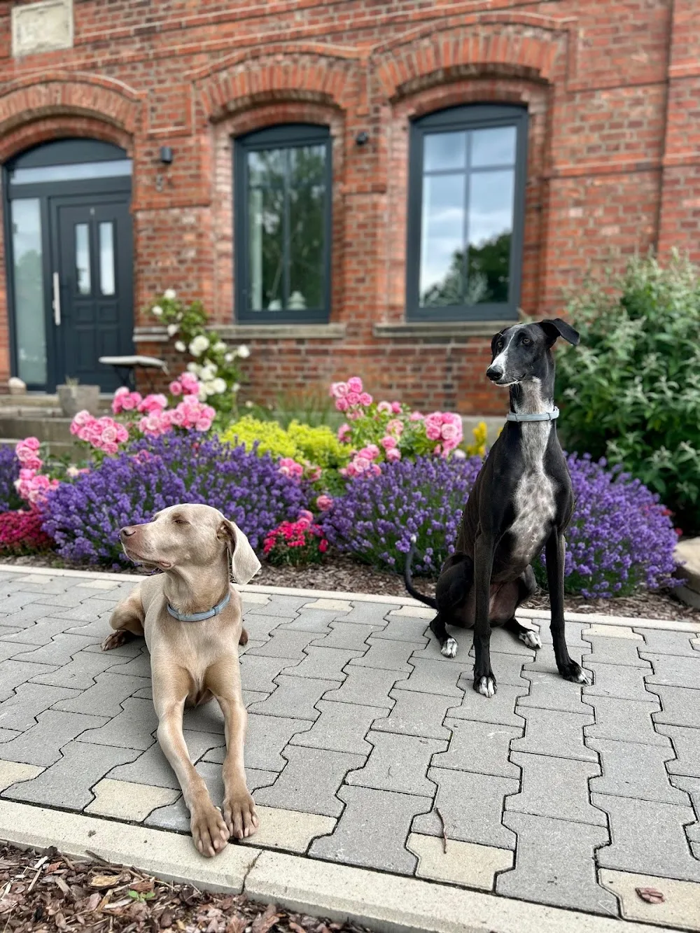 Vitalrudel - Ernährungsberatung für Hunde & Hundepension - Rinteln pet otel