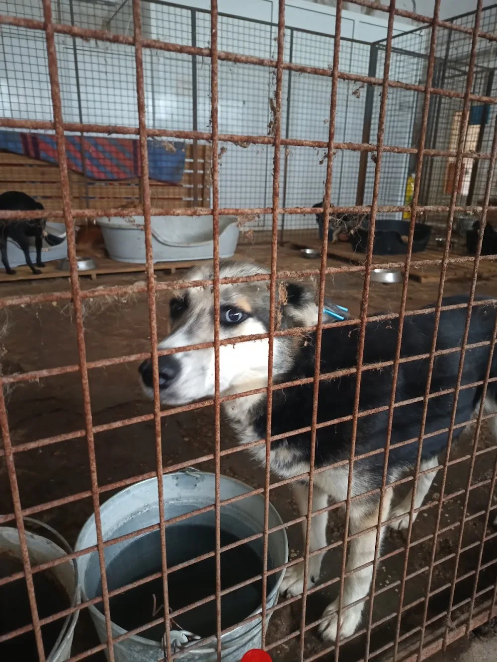 Приют за безстопанствени кучета с.Калипетрово - Călărași pet otel