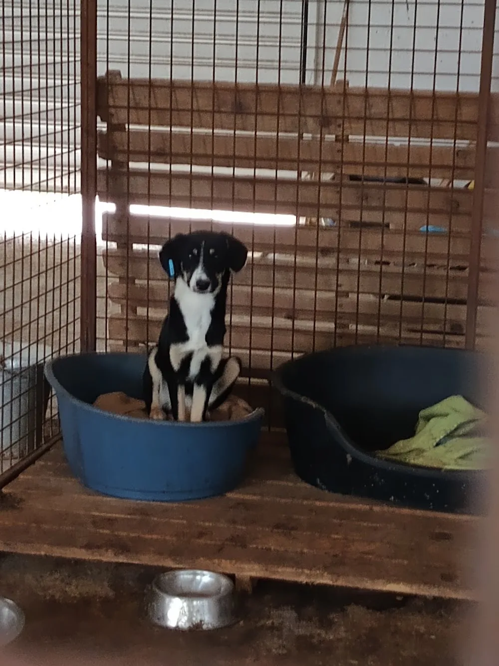 Приют за безстопанствени кучета с.Калипетрово - Călărași pet otel görseli 3