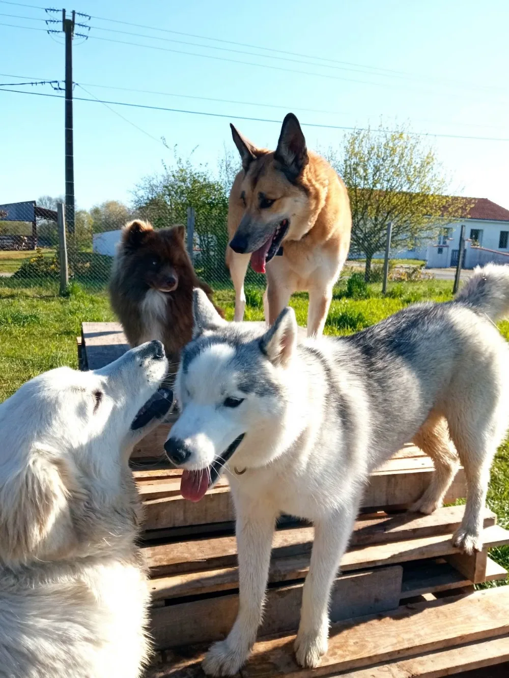 Dog's & cat's récré - Rocheservière pet otel görseli 6