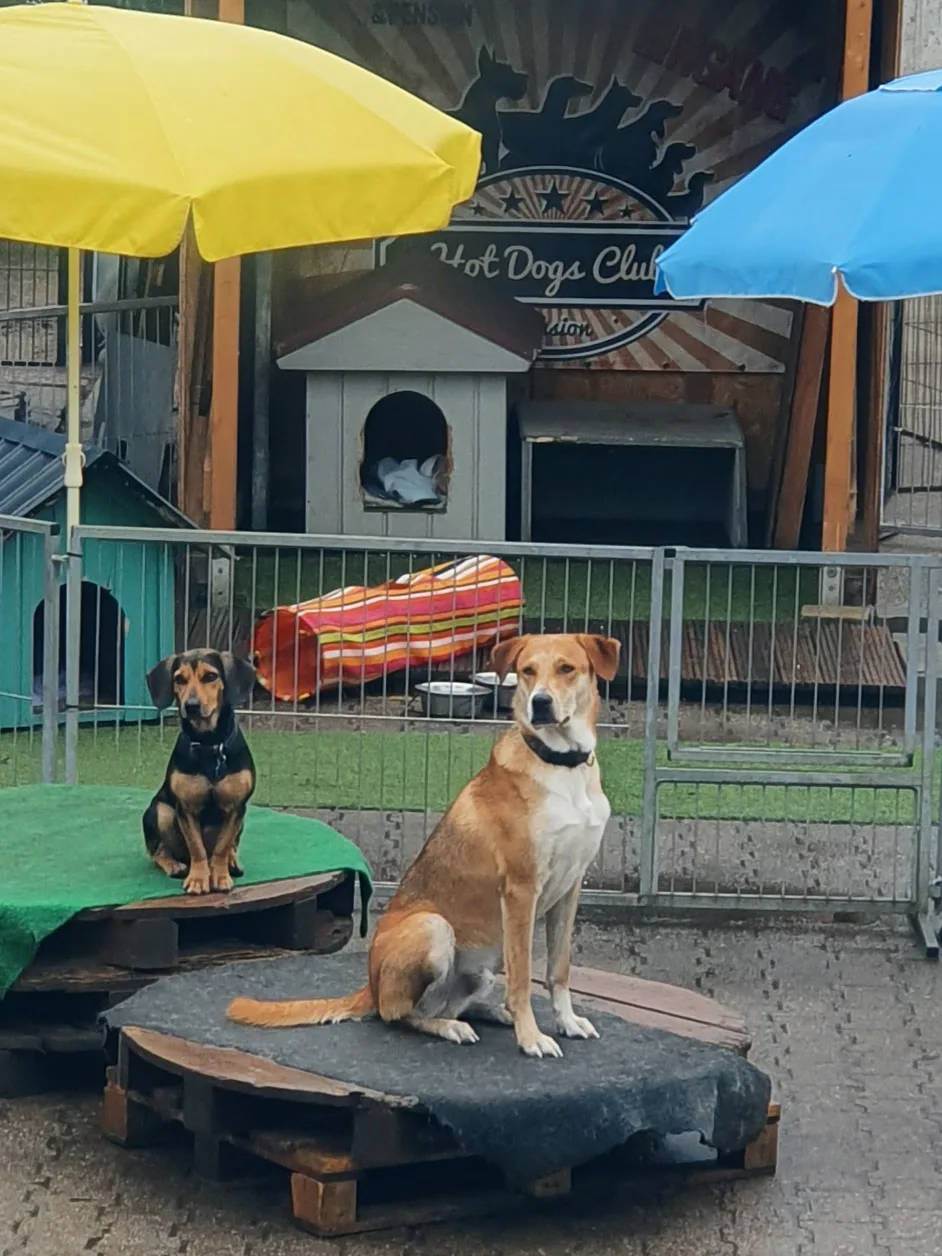 Hot Dogs Club Hundetagesstätte, Pension & Shop - Rödermark pet otel görseli 11