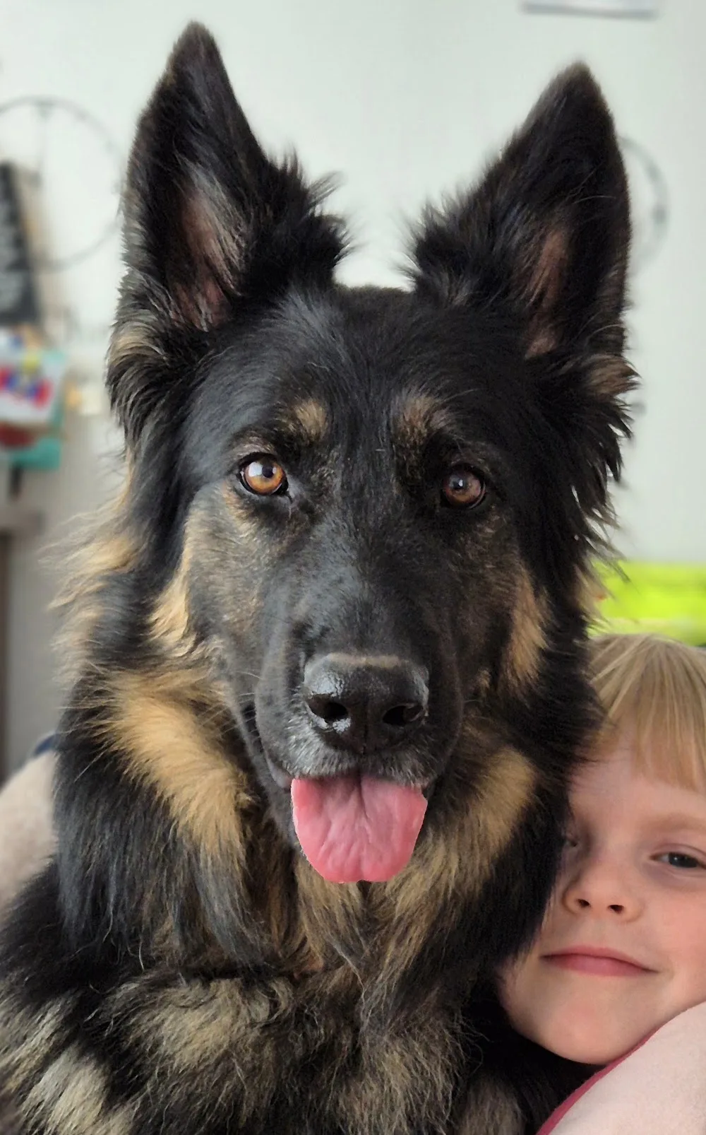Hundepension Beetz - Rödermark pet otel