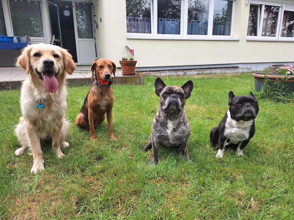 Vera’s Hundebetreuung-Dieburg - Rödermark pet otel görseli 3