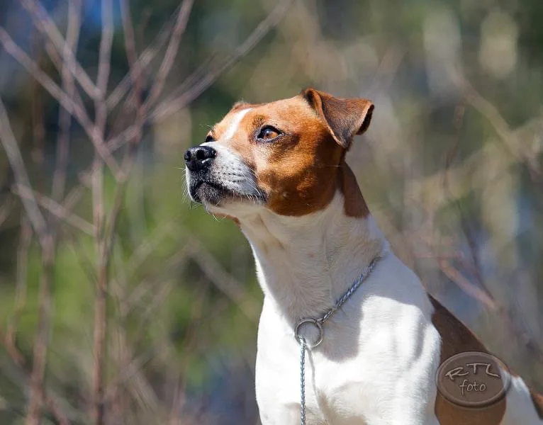 Fab & Fame's kennel - Rogaland pet otel görseli 3