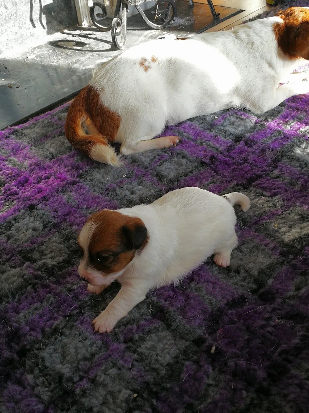 Kennel Hunterhawk - Rogaland pet otel görseli 2