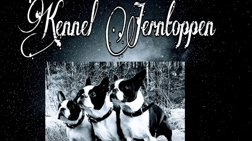 Kennel Jerntoppen - Rogaland pet otel görseli 2
