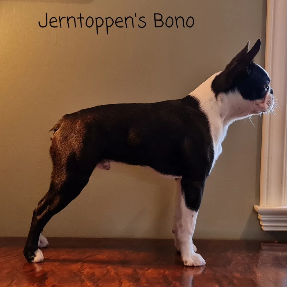 Kennel Jerntoppen - Rogaland pet otel görseli 3