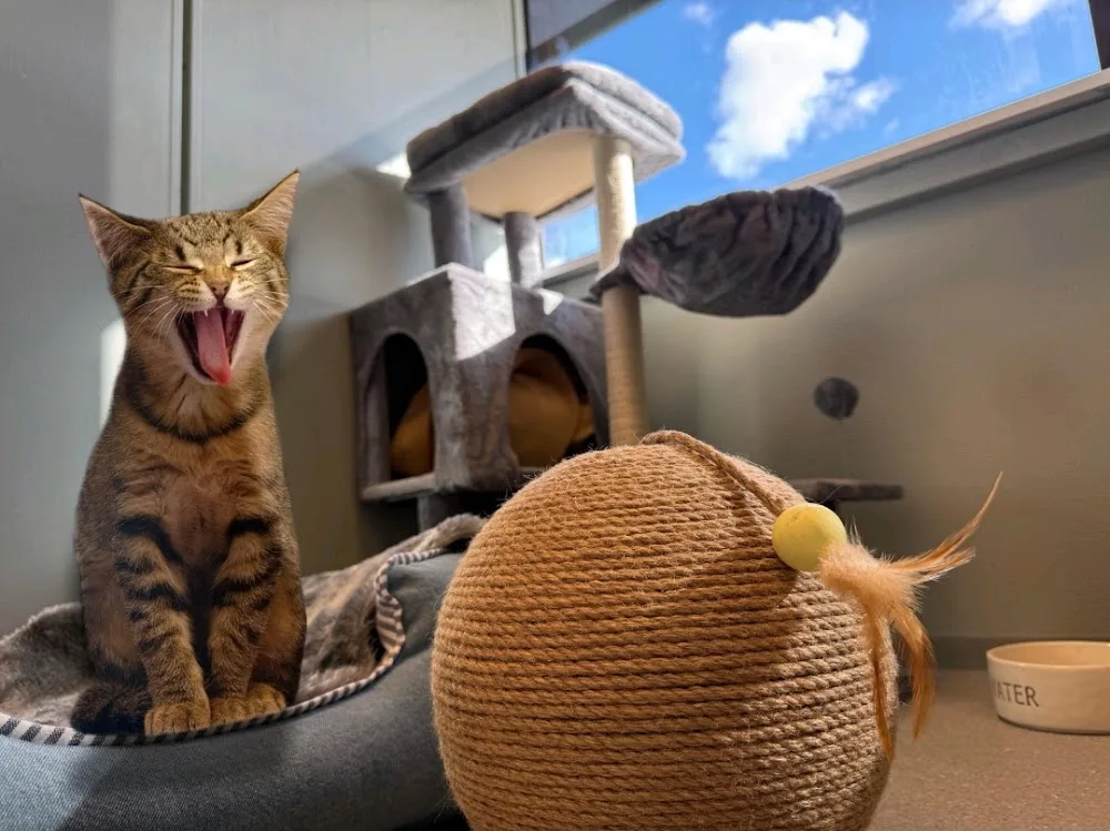 Miau katteklinikk og kattehotell AS - Rogaland pet otel görseli 2