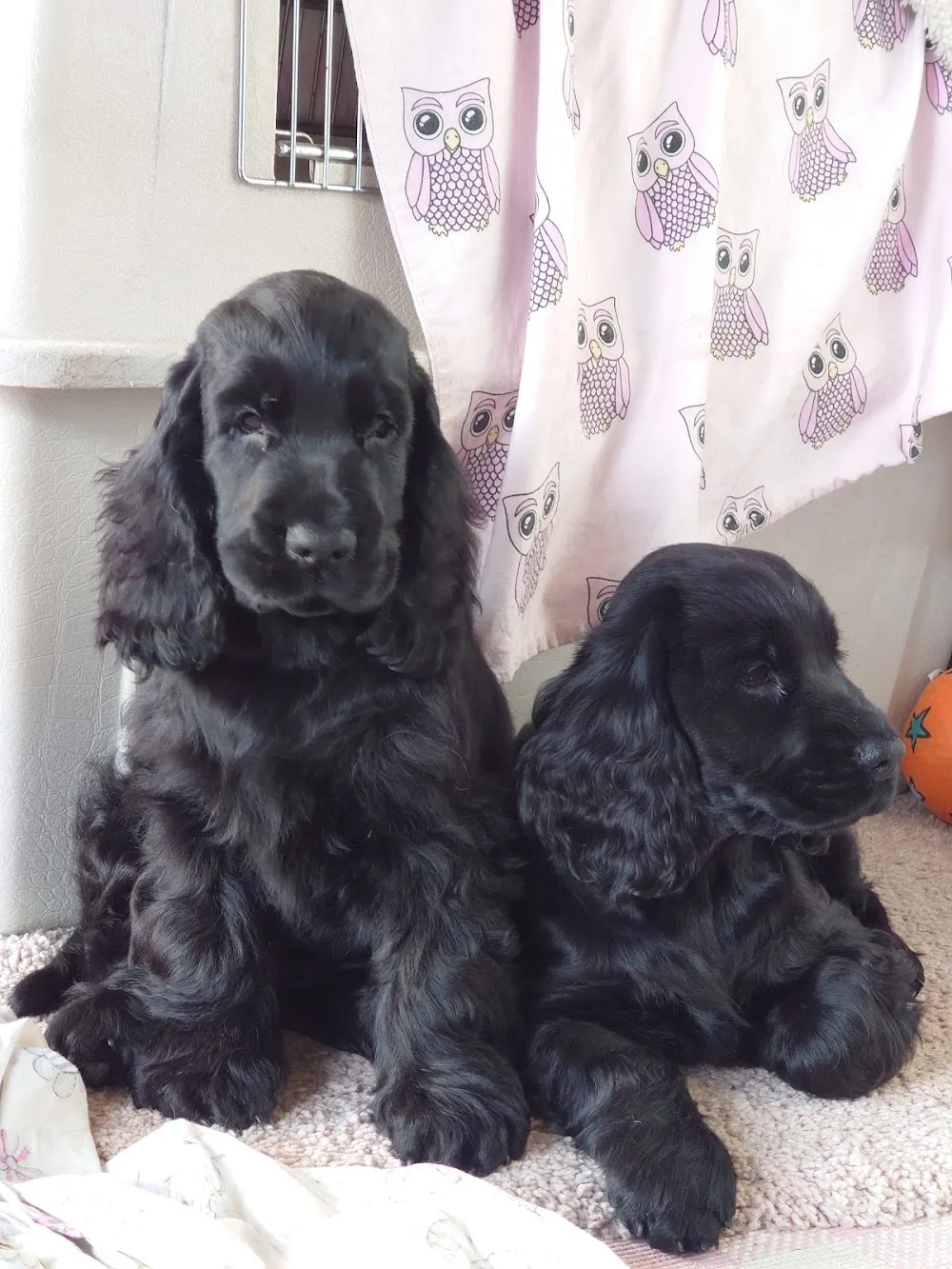 Rita Solberg, Kennel Julietta, cockerspaniel - Rogaland pet otel görseli 2