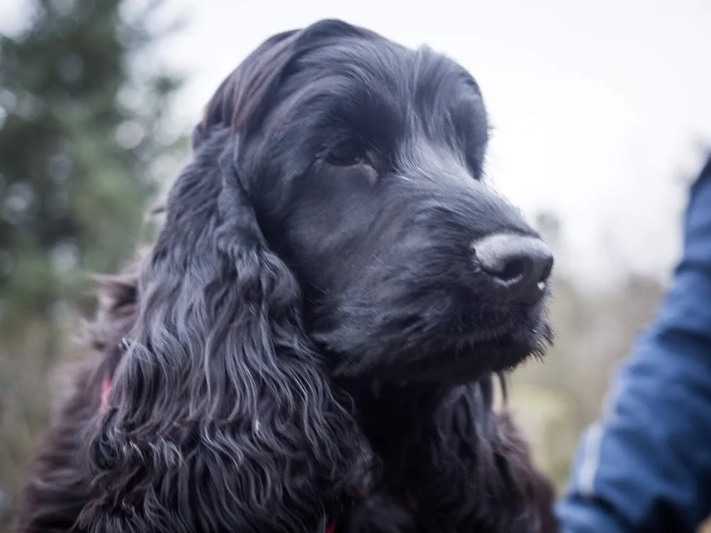 Rita Solberg, Kennel Julietta, cockerspaniel - Rogaland pet otel görseli 3