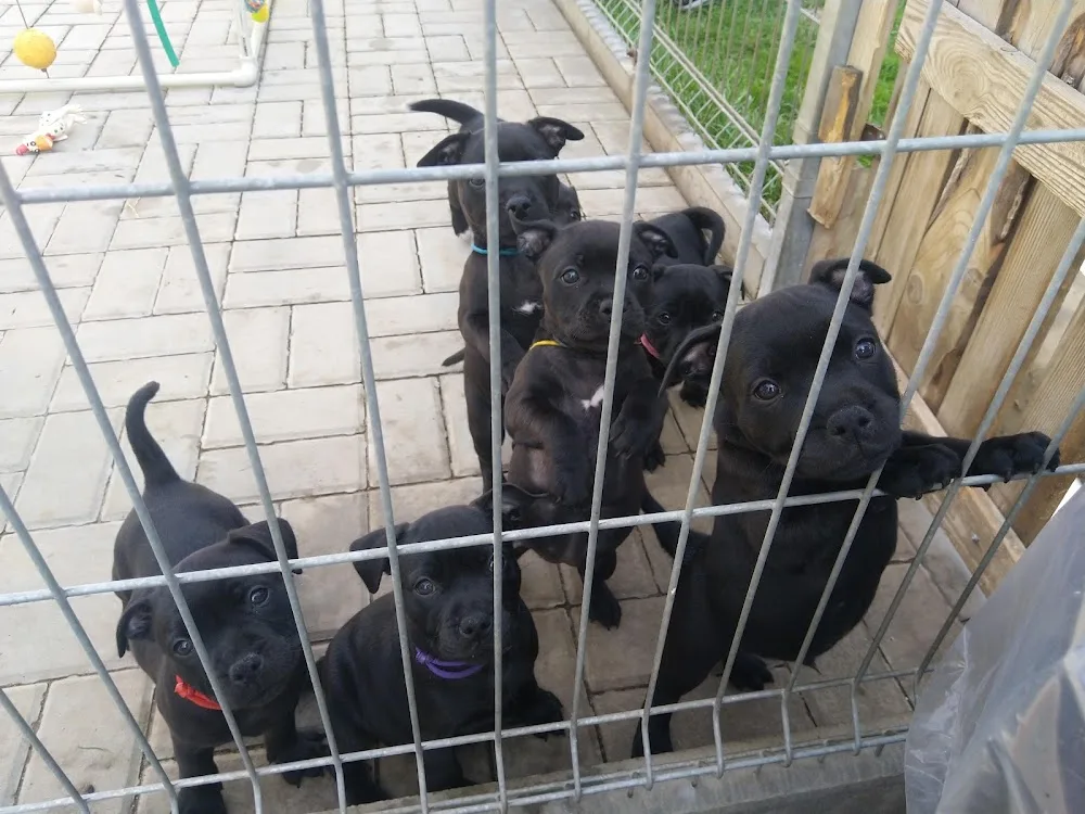 Impossant Bohemia Kennel - Rokycany pet otel