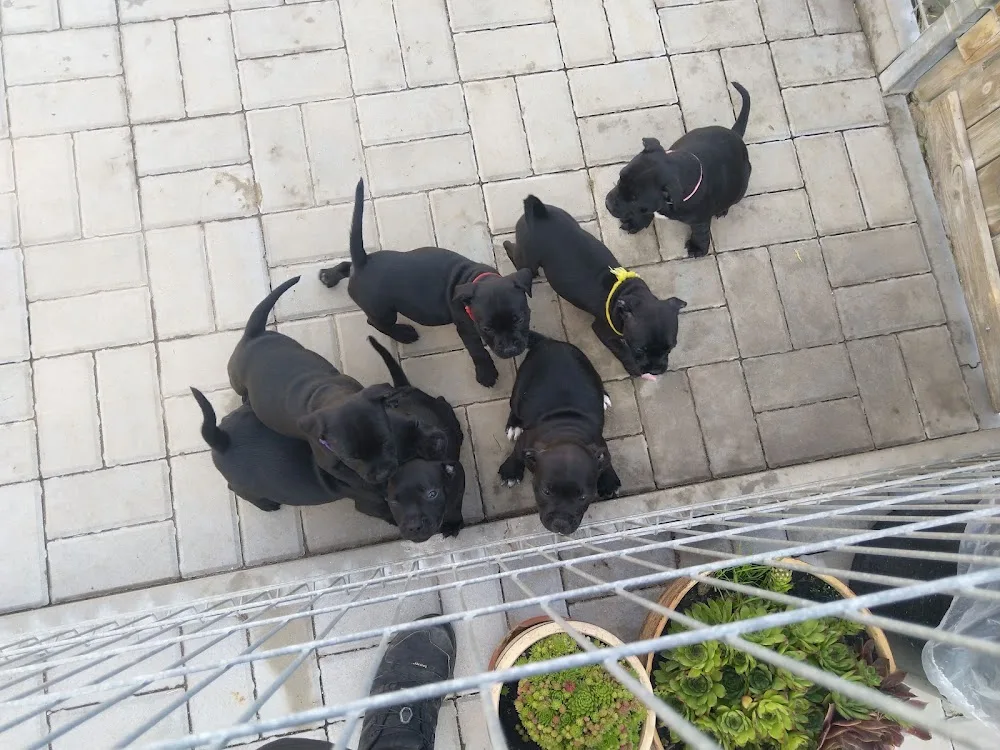 Impossant Bohemia Kennel - Rokycany pet otel görseli 3