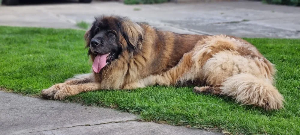 Amicus Familiaris Leonberger Kennel - Romania pet otel görseli 2