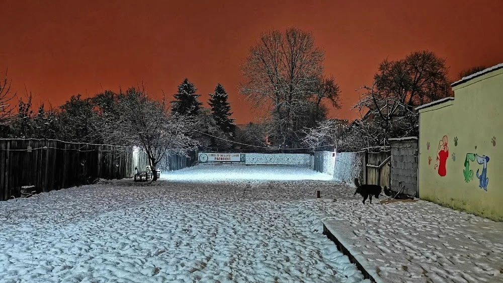 Clubul De Excelență Canină Patrocle Brașov - dog training, dog hotel, daycare - Romania pet otel