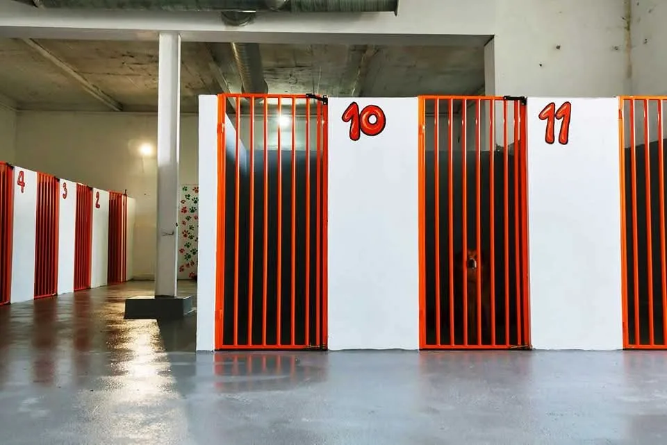 Clubul De Excelență Canină Patrocle Brașov - dog training, dog hotel, daycare - Romania pet otel görseli 3