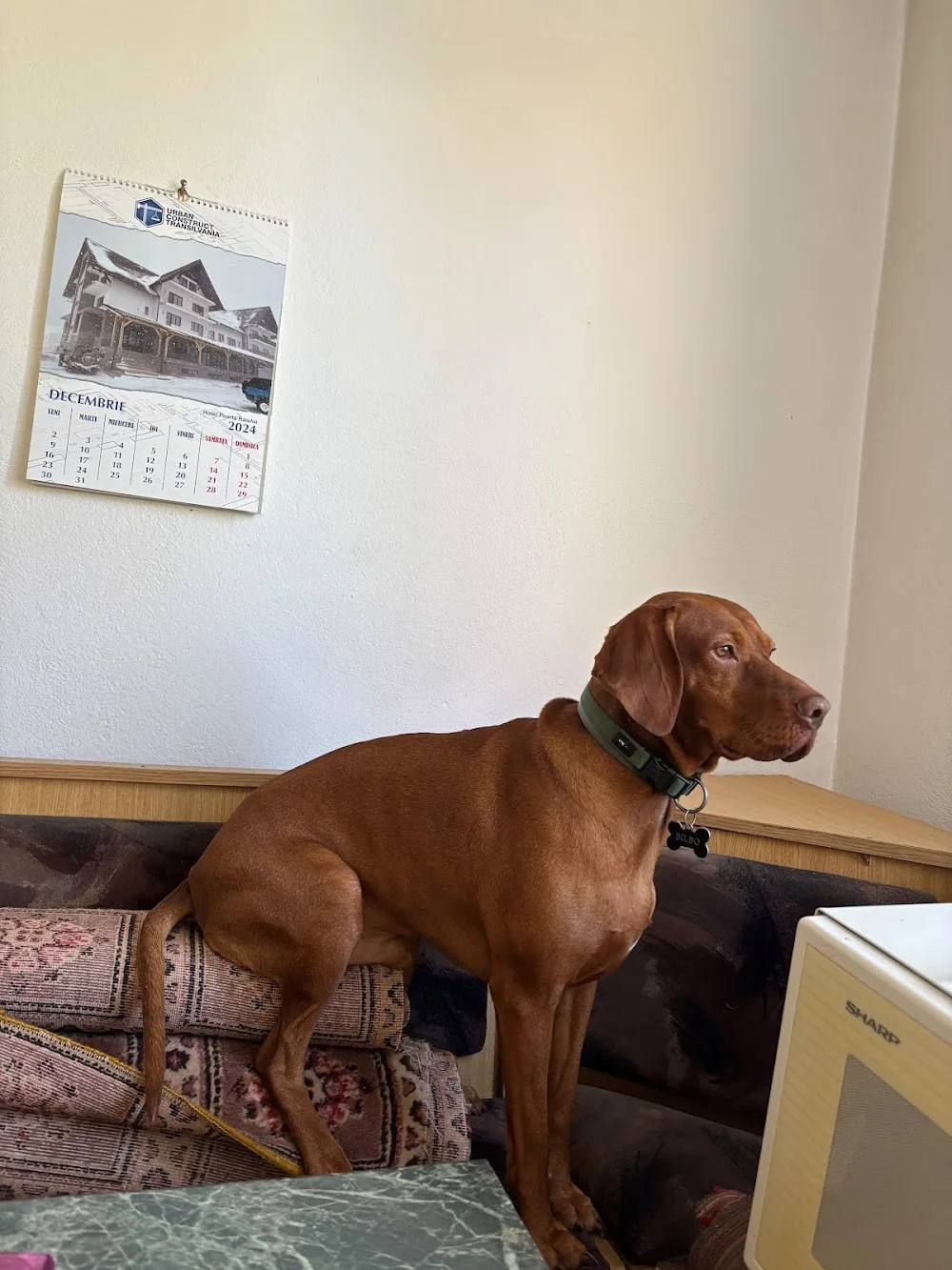 Karma Dog Hotel - Gradinita si Hotel Caini - Romania pet otel görseli 3