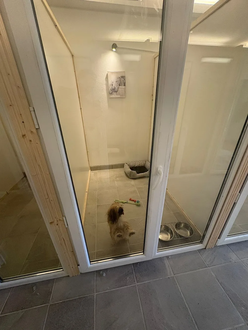 Pet Friends Hotel - Romania pet otel