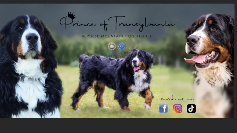 PRINCE OF TRANSYLVANIA KENNEL - Romania pet otel