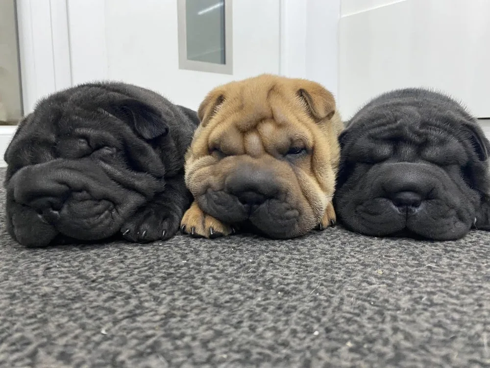 TigerPei Kennel - Romania pet otel