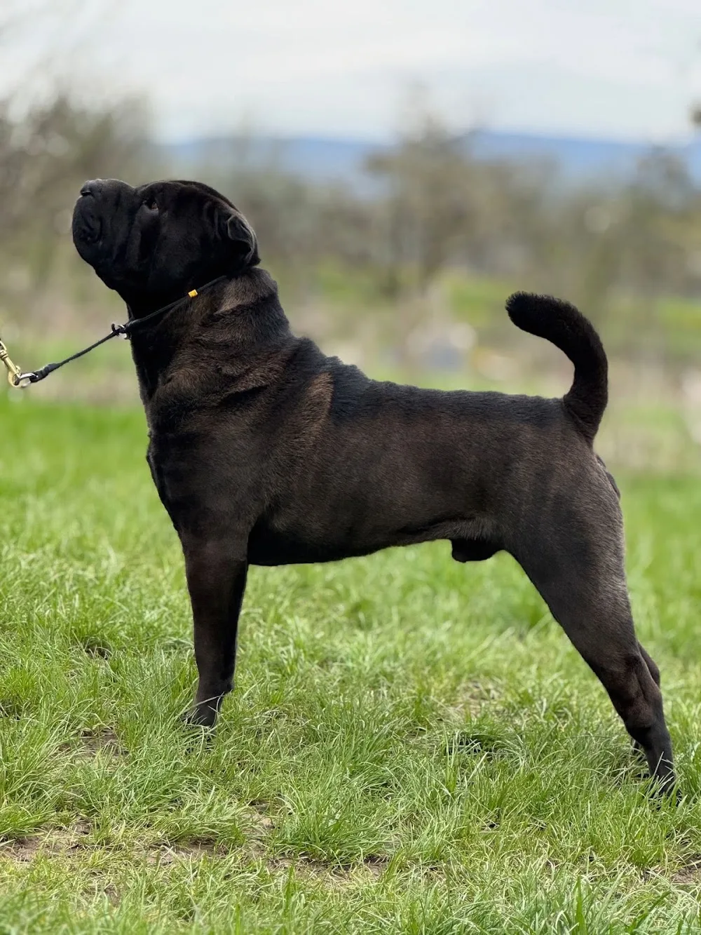 TigerPei Kennel - Romania pet otel görseli 3