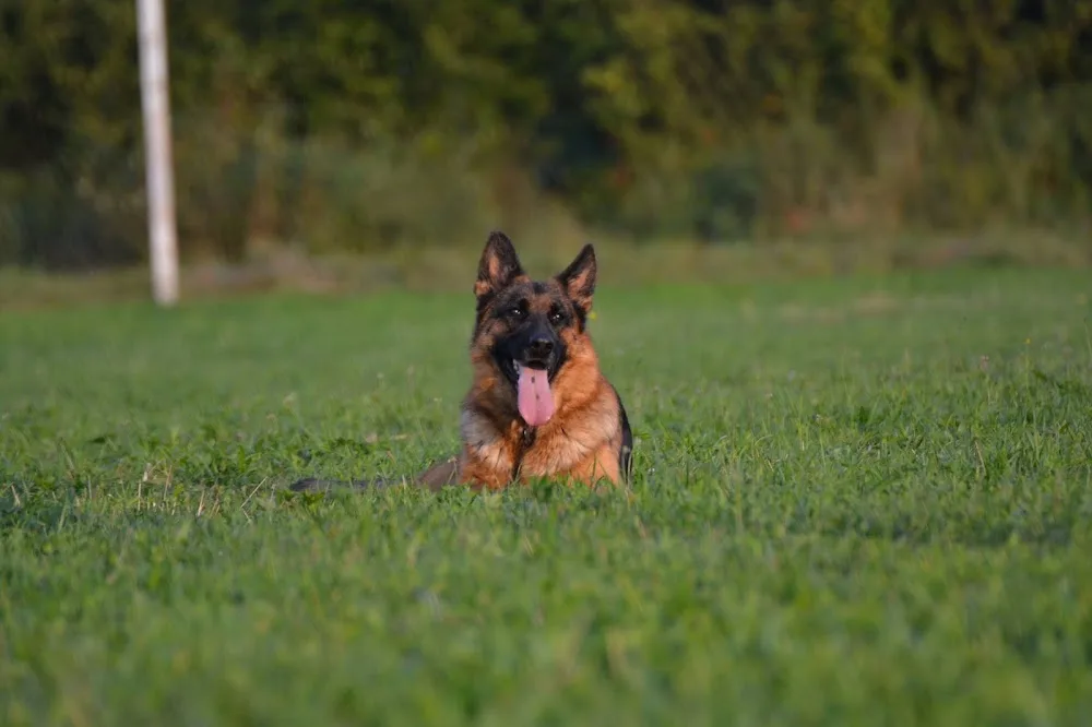 Von Seklerland kennel - Romania pet otel görseli 3