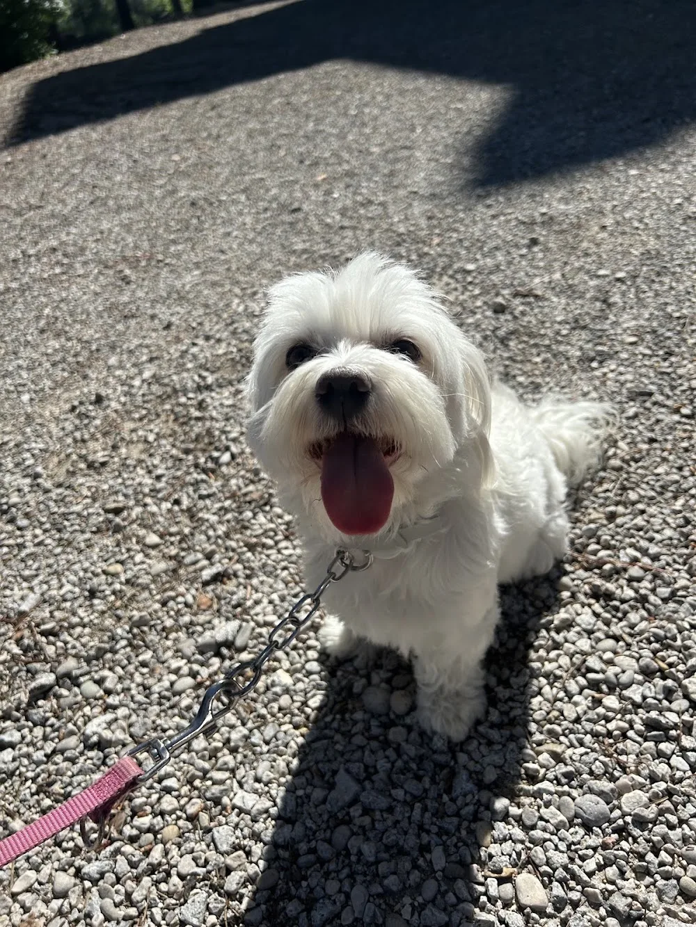 Dog sitter per cani roma est - Rome pet otel görseli 3
