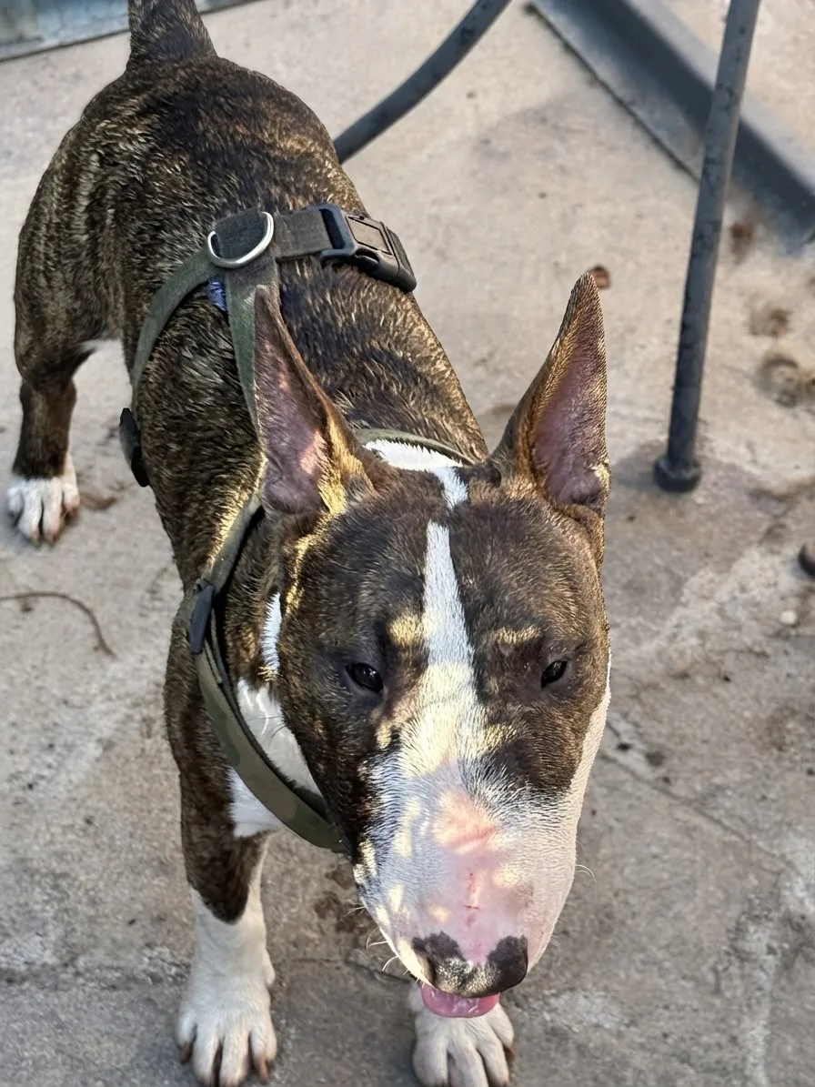 EDUCATORE CINOFILO, PENSIONE CANI, PETSITTER: DOG TRAINER & DOG HOUSE ROMA - Rome pet otel görseli 3
