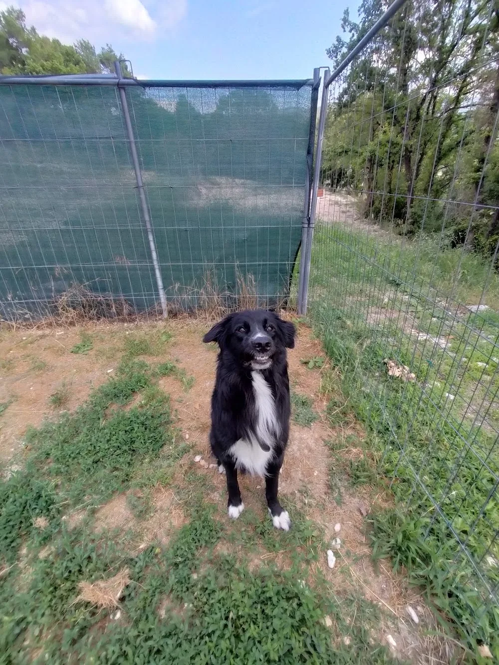 Vacanze all'antico casale - Pensione per cani - Rome pet otel görseli 3