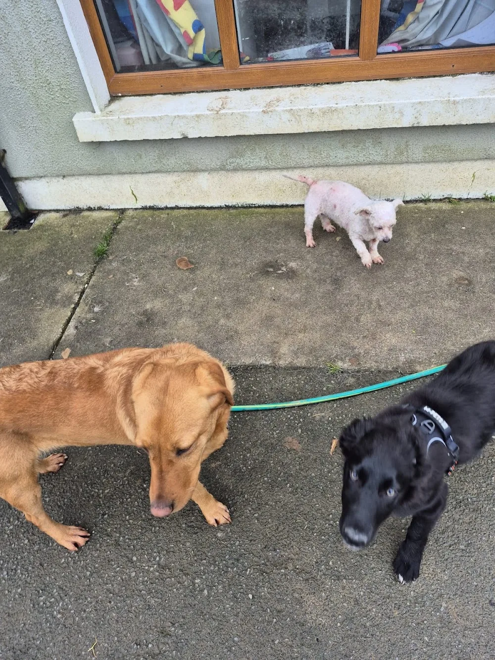 Auntie Hilda Dog Grooming and Boarding kennels - Roscommon pet otel