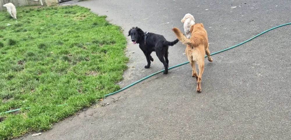 Auntie Hilda Dog Grooming and Boarding kennels - Roscommon pet otel görseli 3