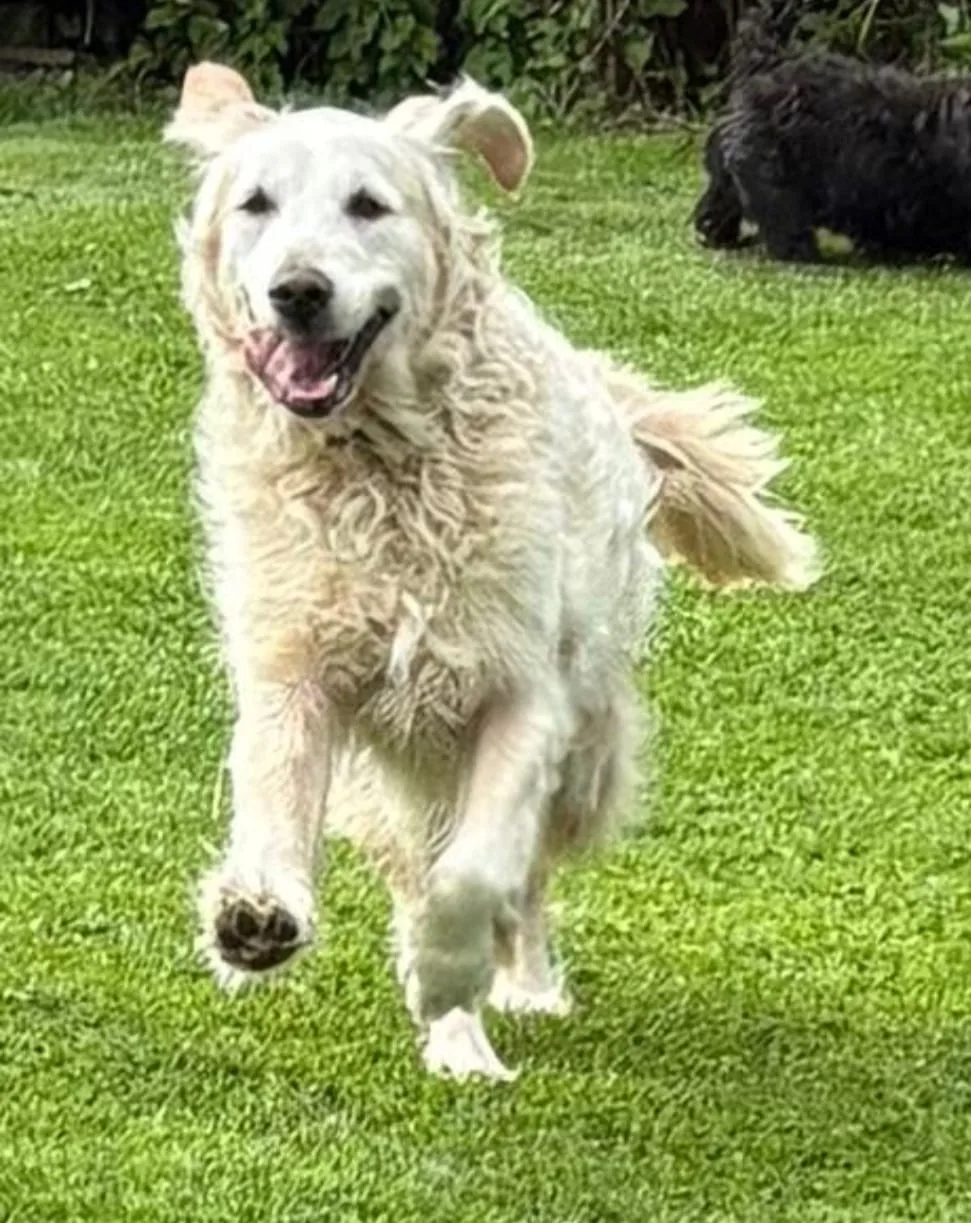 Bray cottage boarding kennels - Roscommon pet otel