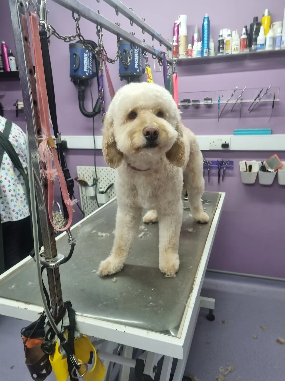 Dottie's Doghouse - Roscommon pet otel