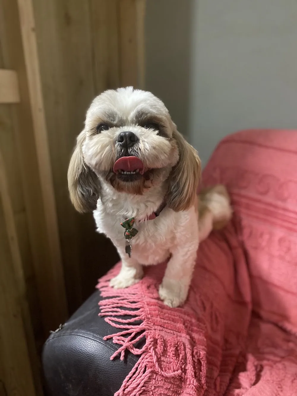 Lola’s Boarding Kennels - Roscommon pet otel